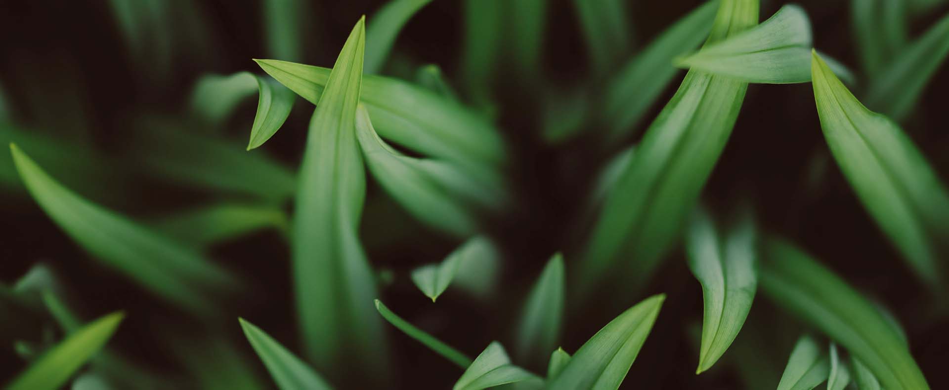 Çtn Garden | Bakım ve Uygulama